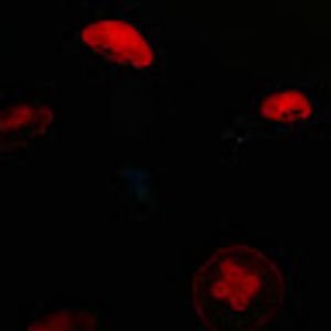 Meet your Posher, Wesley